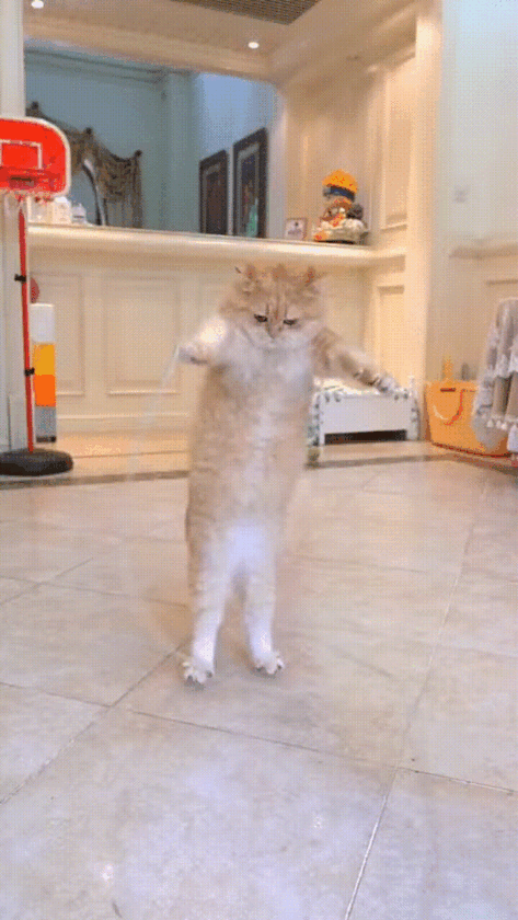 Анимированное изображение